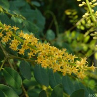 Adenanthera pavonina L.